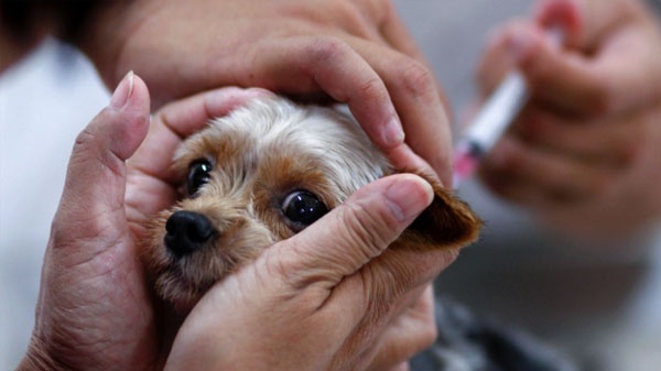 В Голосеевском районе бесплатно провакцинируют против бешенства домашних животных (адреса)