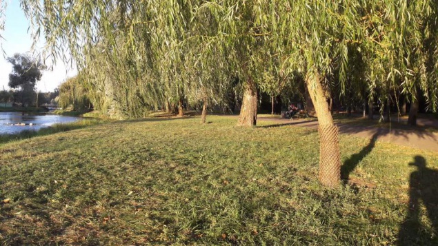Коммунальщики спасали от надоедливого бобра деревья в столичном парке “Победа” (фото)