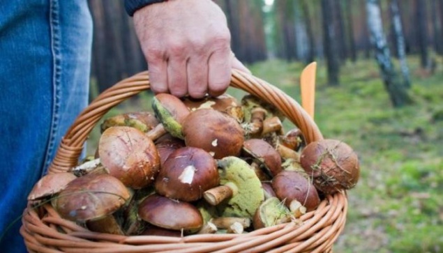 За полмесяца грибами отравились 20 жителей Киева