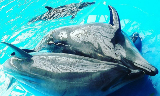 В Киеве закрылся дельфинарий “Немо”