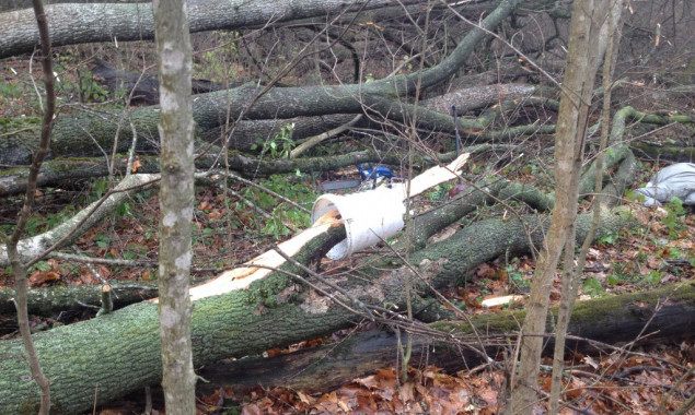 На Киевщине упавшее от ветра дерево насмерть задавило женщину-грибника (фото)