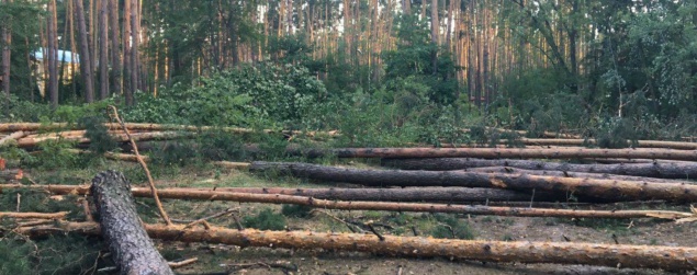 Прокуратура предъявила 456 исков по поводу застройки лесов возле Ирпеня и Бучи
