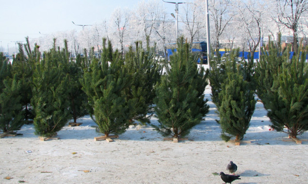 Мэрия отдает право продавать новогодние елки в Киеве по 6-8 тыс. гривен