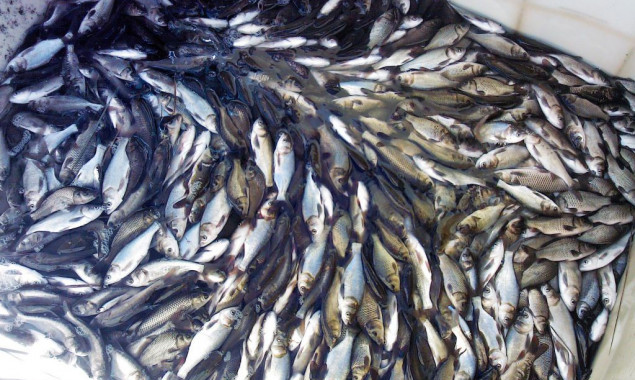 В озеро Редьчино на Оболони поселили шесть видов рыбы (фото)