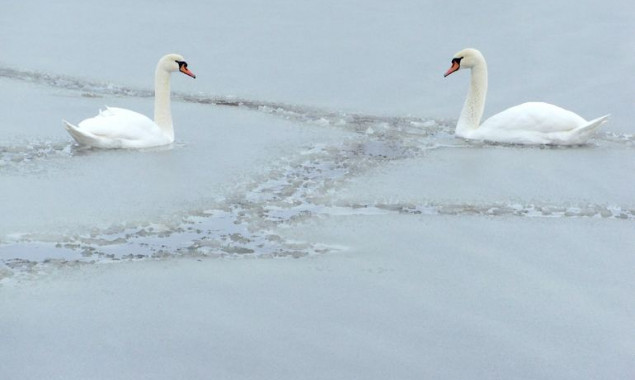 На пруду в Белоцерковском районе спасали вмерзших в лед лебедей