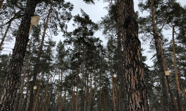 “Киевзеленстрой” разместил около 100 скворечников на территории Дарницкого лесопаркового хозяйства