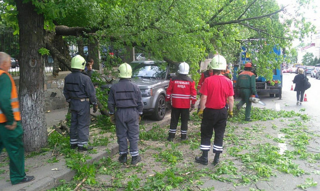 За неделю "Киевская служба спасения” дважды убирала поваленные деревья (фото)