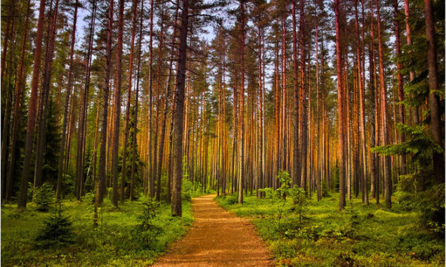 На Киевщине гражданам незаконно предоставили земли лесного фонда, - прокуратура