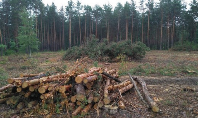 В Дарницком лесопарковом хозяйстве Киева незаконно вырубили сотни гектаров леса (фото, видео)
