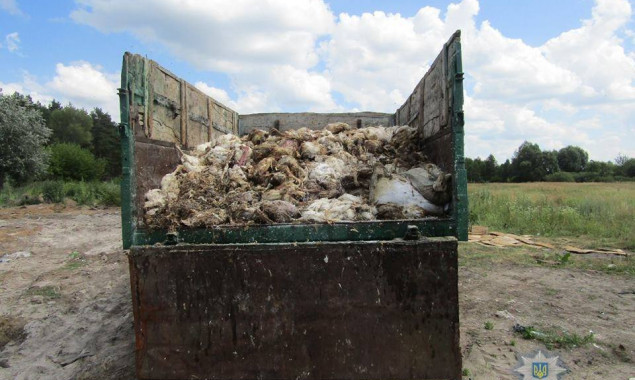 На Броварщине местное предприятие загрязняло земли тушками мертвых кур (фото)