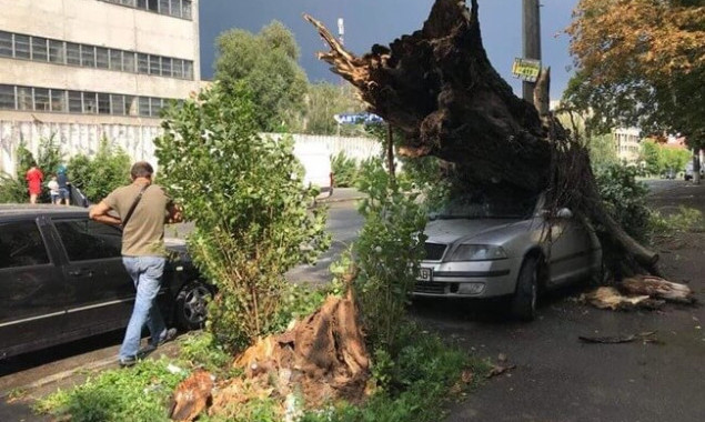 Непогода в Киеве повалила почти 70 деревьев (фото)