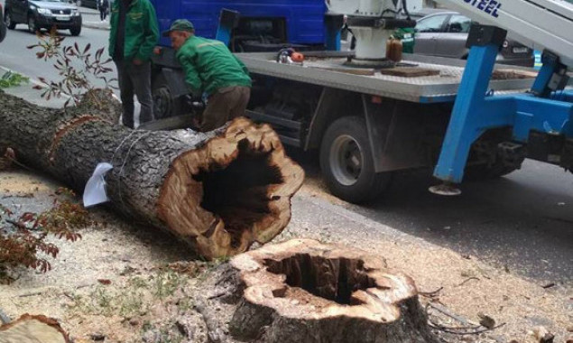 Столичные коммунальщики проведут санитарную обрезку деревьев (фото)