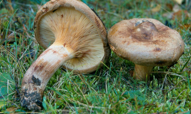 С начала года в Киеве грибами отравились 13 человек