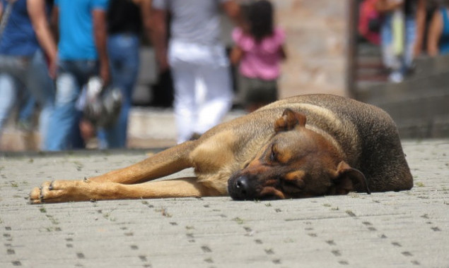 Жители Бортничей обеспокоены огромным количеством бродячих собак