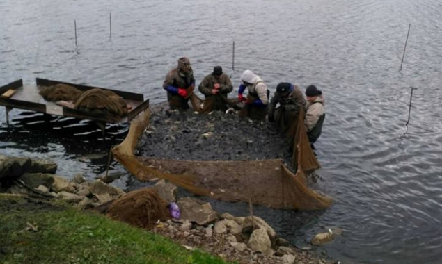 Водохранилище на Киевщине пополнилось 6 тоннами рыбы (фото)