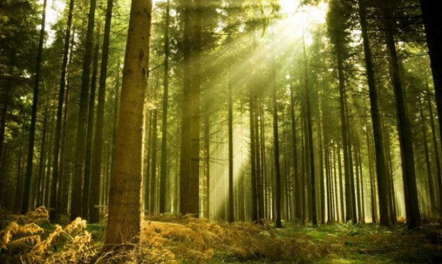 Порошенко подписал закон о сохранении украинских лесов и предотвращении незаконного вывоза необработанных лесоматериалов