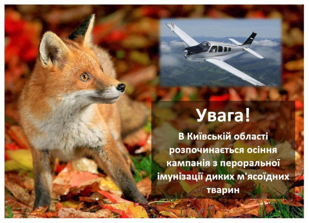 На Киевщине началась осенняя кампания по иммунизации диких животных против бешенства