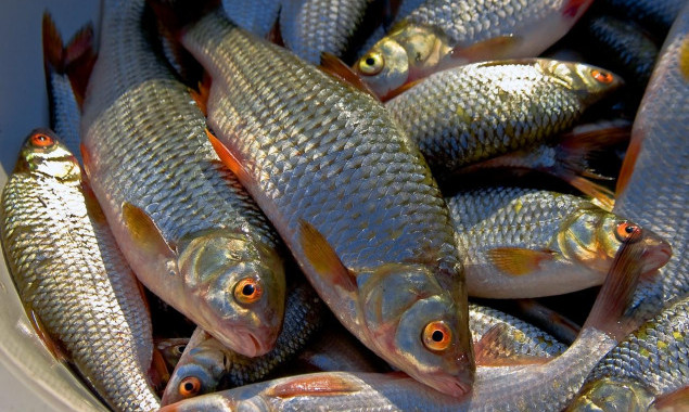 С начала года товарно-рыбные хозяйства Киева и области выловили 148 тонн рыбы