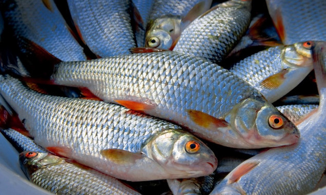 Квота на промышленный вылов рыбы на Киевском водохранилище выполнена на 55% и на 78% - на Каневском