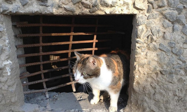 В экологической комиссии потребовали срочно открыть подвалы для доступа котам