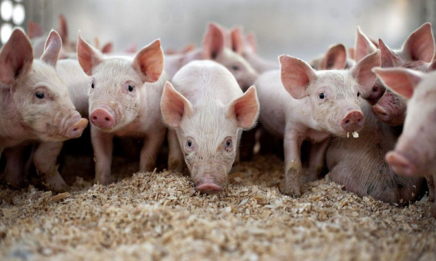 В Богуславском районе объявлен карантин по африканской чуме свиней