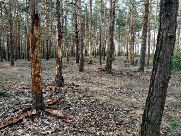 Прокуратура пытается отсудить у частной фирмы 1,5 га земли лесфонда Боярской лесоисследовательской станции