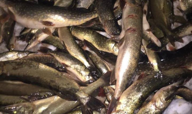 Браконьеры выловили сетями 300 кг рыбы на Киевщине - прокуратура