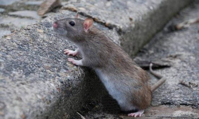 В центре Киева бешеная крыса укусила женщину