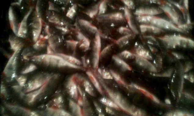 В Яготинском районе задержали трех браконьеров за вылов рыбы на более чем 100 тысяч гривен (фото)