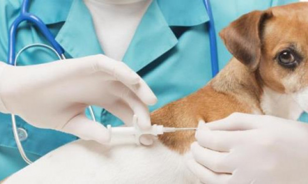 В Оболонском районе Киева от бешенства будут вакцинировать домашних животных (расписание)