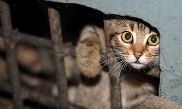 В Киеве открыли онлайн запись на бесплатную стерилизацию кошек и котов, находящихся под опекой