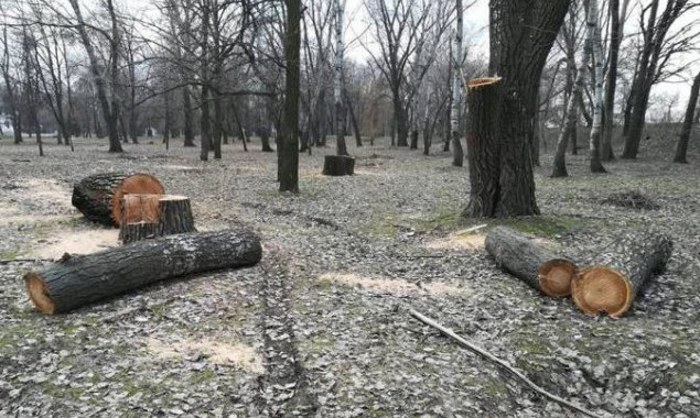 В Белоцерковском районе Киевщины незаконно вырубили 68 дубов