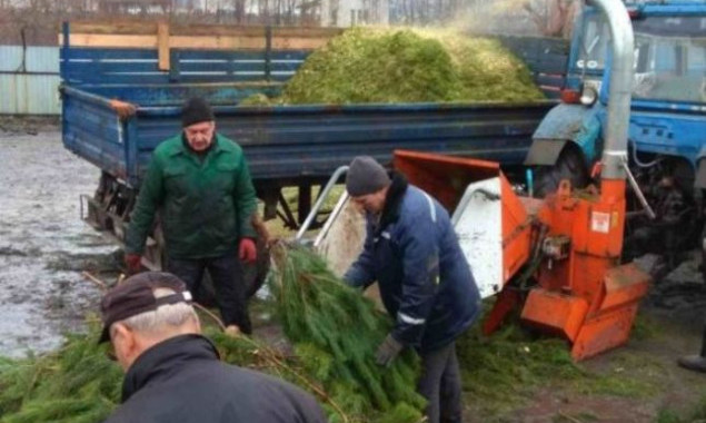 Киевляне по сравнению с предыдущими годами стали меньше сдавать елок в переработку