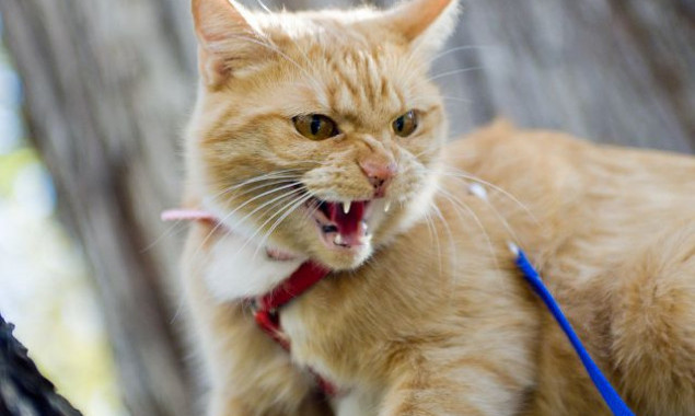 В трех селах Белоцерковщины ввели карантин из-за подтверждения бешенства у кошки