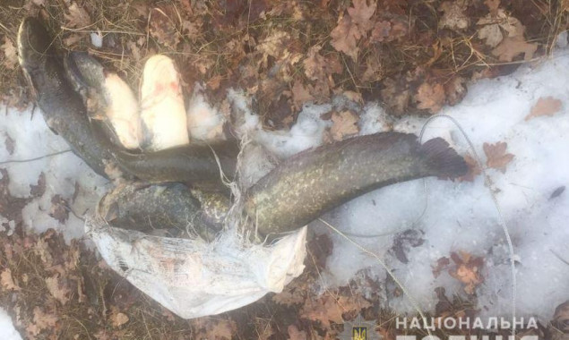 В Чернобыльской зоне задержали рыбака с уловом сомов