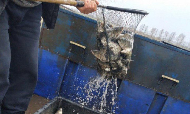 Водохранилище в Таращанском районе Киевщины пополнили 4 тоннами растительноядных видов рыб (фото)