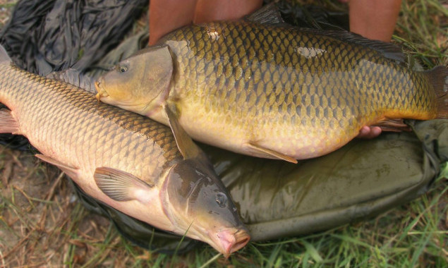 Подавляющее большинство рыбы на Киевщине выращивается в прудах