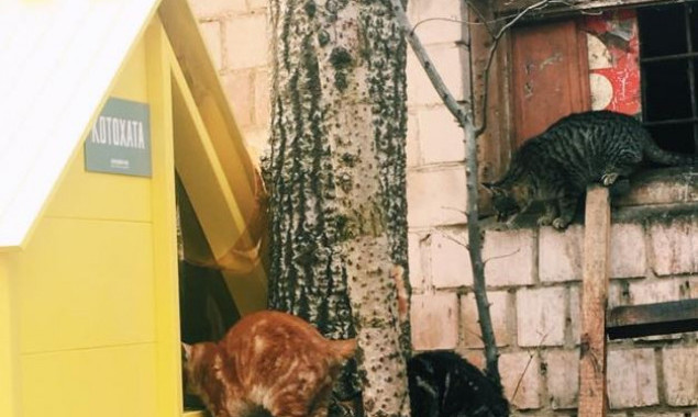 Киевские зоозащитники принимают заявки на установку домиков для бездомных котов (фото)
