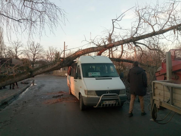 На Фастовщине на маршрутку Киев - Боровая рухнуло огромное дерево (фото)
