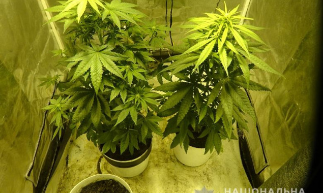 Выращивают ли коноплю в теплице документальный фильм марихуане i