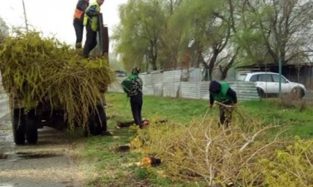 В Дарницком районе Киева неизвестные спилили 55 тополей (фото)