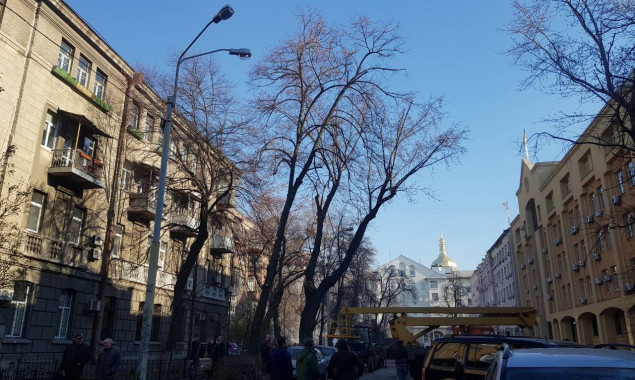 В Киеве осуществляют системную обрезку деревьев ради их сохранения в условиях мегаполиса - КГГА