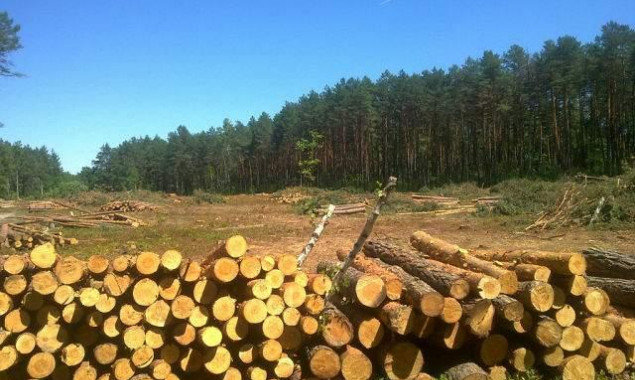 Прокуратура выявила нарушения при передаче в аренду 103 га земель госпредприятия “Иванковское лесное хозяйство”