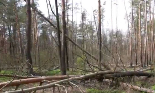 За 16 лет Киево-Святошинский район потерял десятую часть лесов