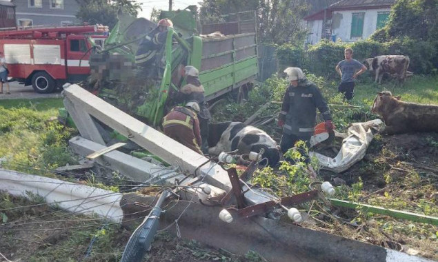 На Киевщине разбился грузовик с животными, водитель и пассажир погибли