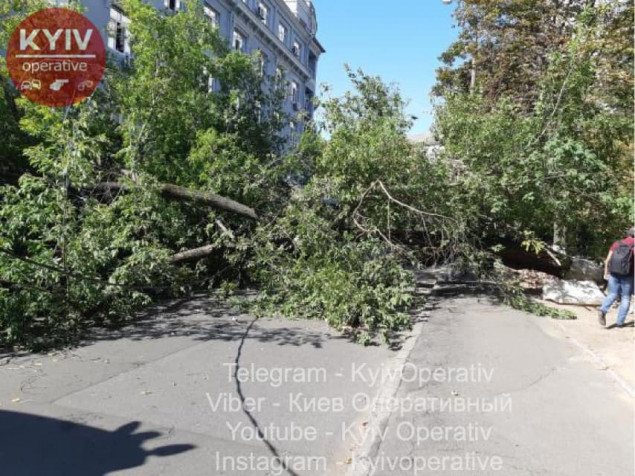 В Киеве на улице Чигорина упало дерево и травмировало женщину (фото)