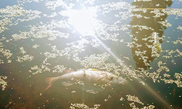 На реке Ирпень замечен массовый мор рыбы (фото)