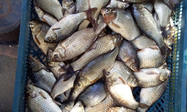 Киевский рыбоохранный патруль за 9 дней изъял у браконьеров почти 100 кг рыбы