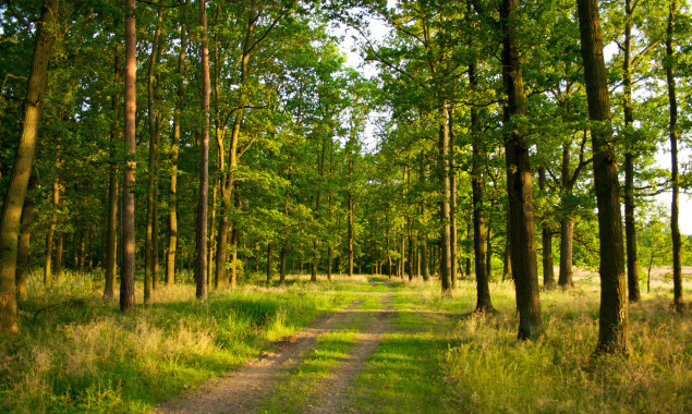 В собственность государства вернулись 26 га леса на Киевщине