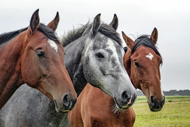 В Днепровском районе Киева зафиксирован случай лептоспироза у лошадей